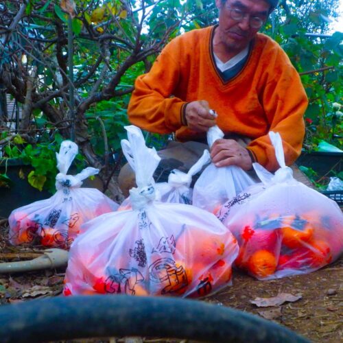 渋柿を収穫して袋詰めした複数の柿袋。焼酎をふりかけて渋抜きする作業に精を出している。