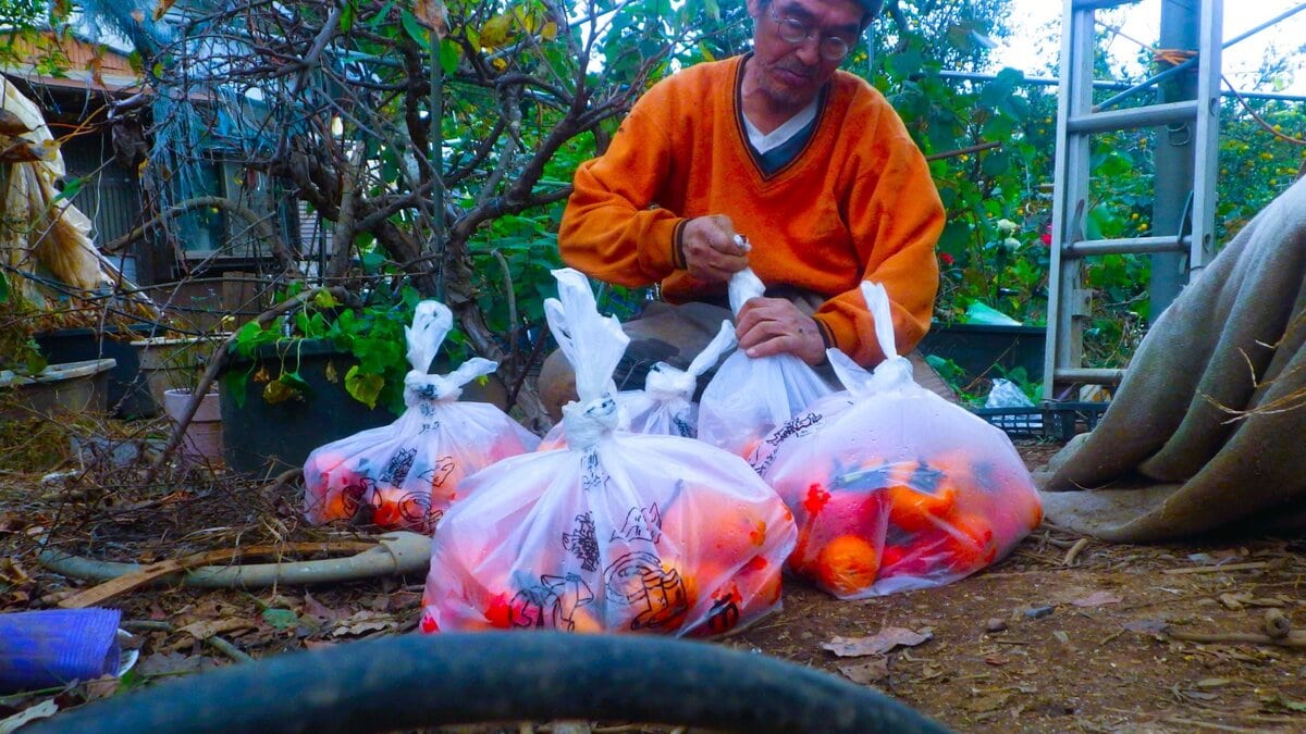 渋柿を収穫して袋詰めした複数の柿袋。焼酎をふりかけて渋抜きする作業に精を出している。