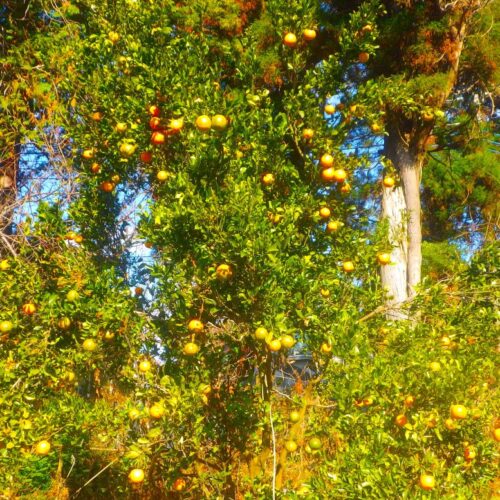 寒冷地の畑で完熟したデコポンの実、朝の巡回作業で出会う収穫の喜び