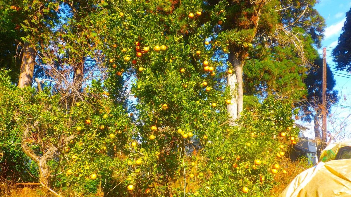 寒冷地の畑で完熟したデコポンの実、朝の巡回作業で出会う収穫の喜び