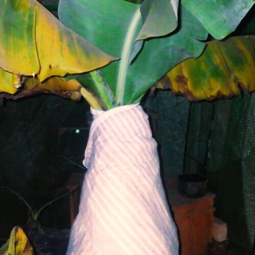 バナナハウスの内部で電気毛布を幹に巻いて保温する夜の作業。タイマー付きの防寒対策。