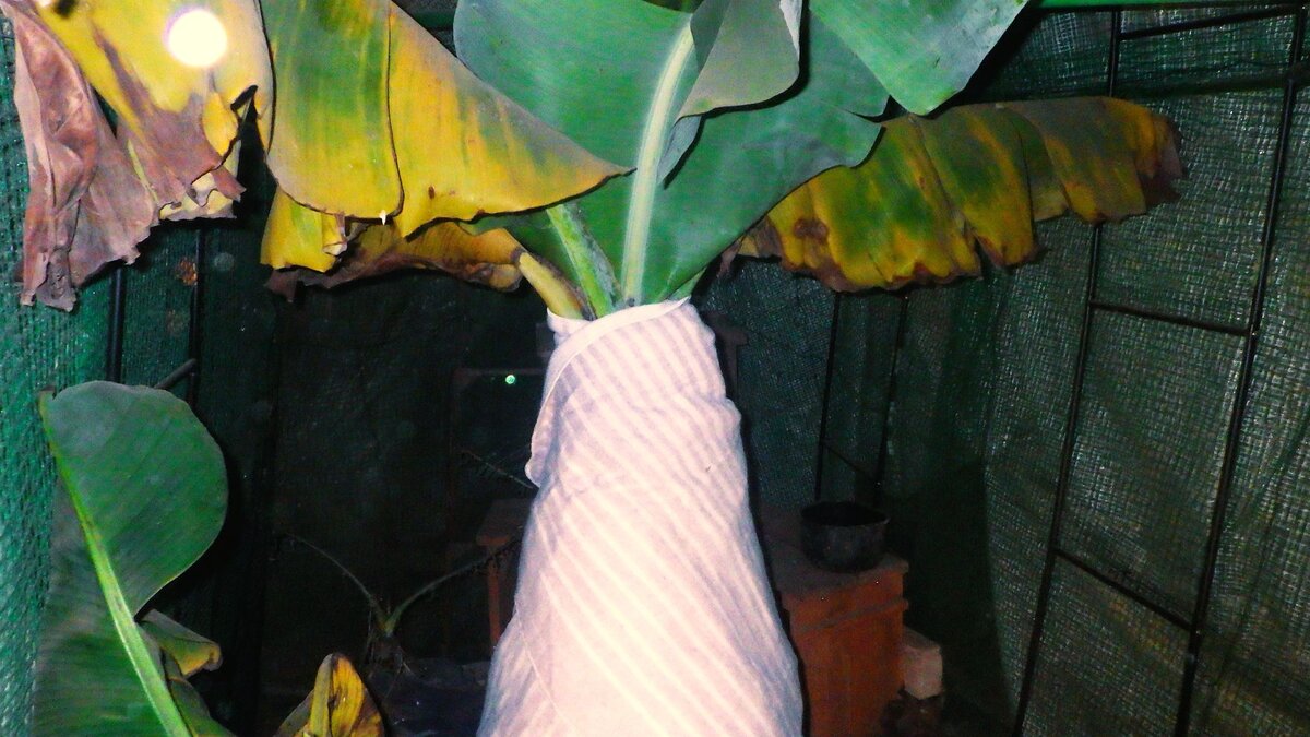 バナナハウスの内部で電気毛布を幹に巻いて保温する夜の作業。タイマー付きの防寒対策。