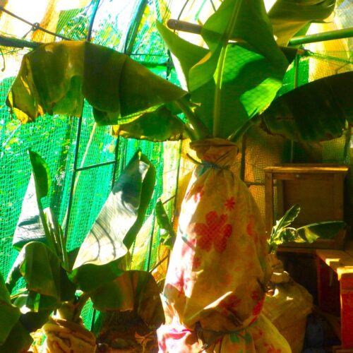 ビニールハウス内で複数のバナナの樹に毛布やカーテンなどを巻き付けて保温する防寒処理の様子