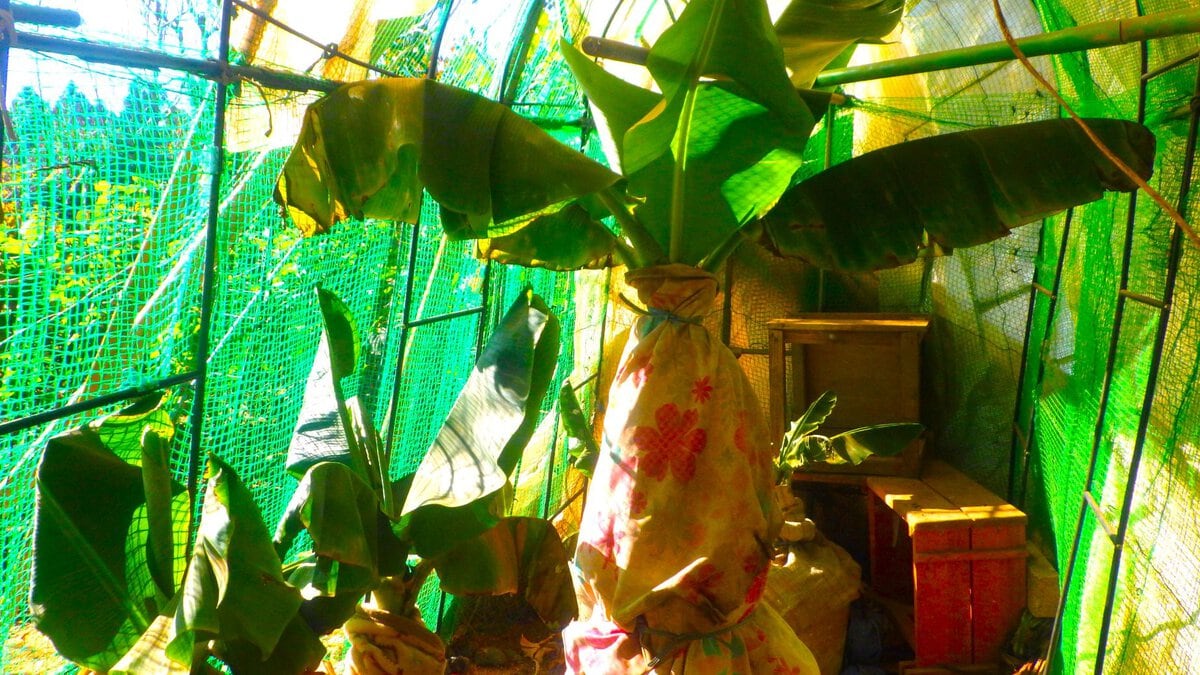 ビニールハウス内で複数のバナナの樹に毛布やカーテンなどを巻き付けて保温する防寒処理の様子