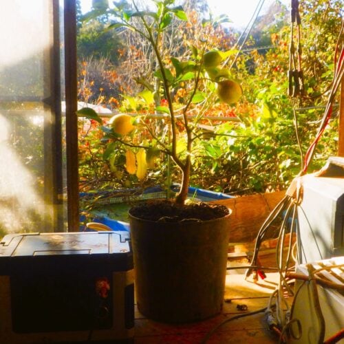 光の朝は心が弾む。畑に回った朝の光を一刻も早く受けさせたいと、昨夕掛けた防寒シートを外しに行く。