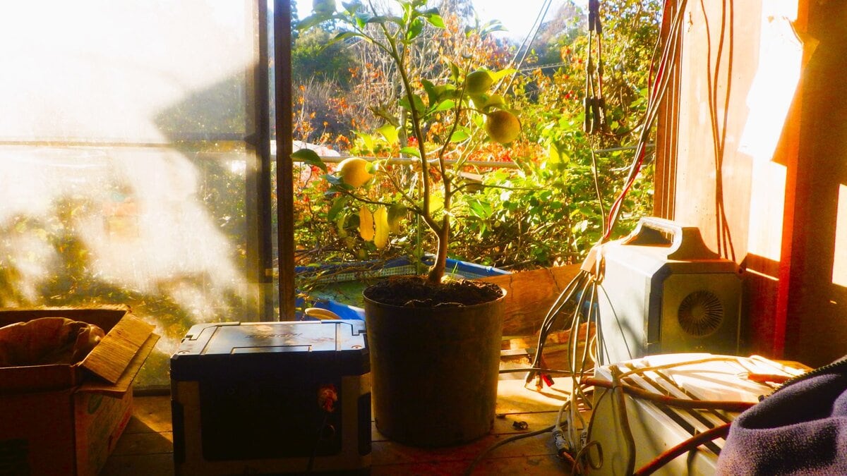 光の朝は心が弾む。畑に回った朝の光を一刻も早く受けさせたいと、昨夕掛けた防寒シートを外しに行く。