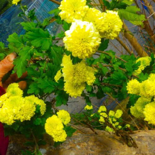 貴船菊とは秋名菊のことらしい。