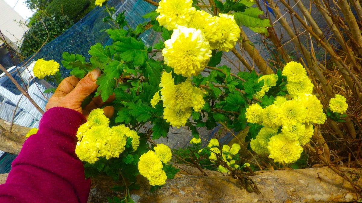 貴船菊とは秋名菊のことらしい。