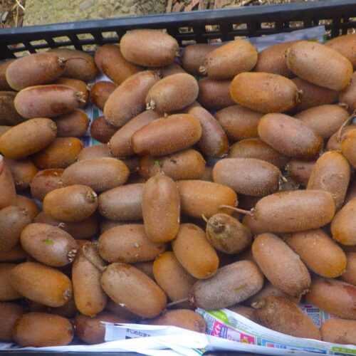 キウイの収穫に半日を費やした。すぐもぎ取れるのが2割。あとは脚立や4メートルの梯子を立てて奮闘する。