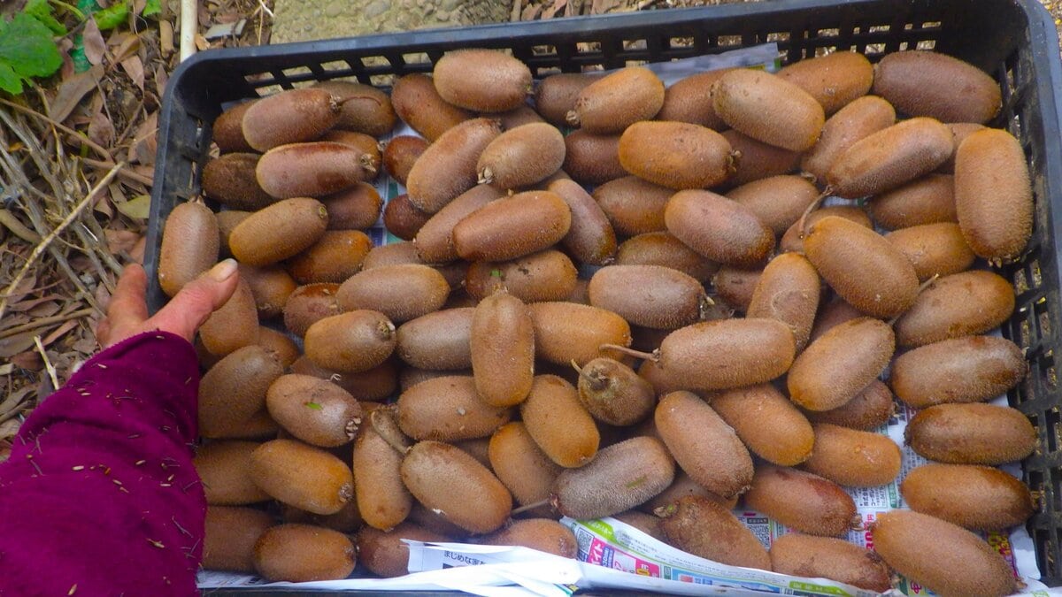 キウイの収穫に半日を費やした。すぐもぎ取れるのが2割。あとは脚立や4メートルの梯子を立てて奮闘する。