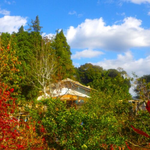 モズが鳴く、サザンカの花びらが散る。