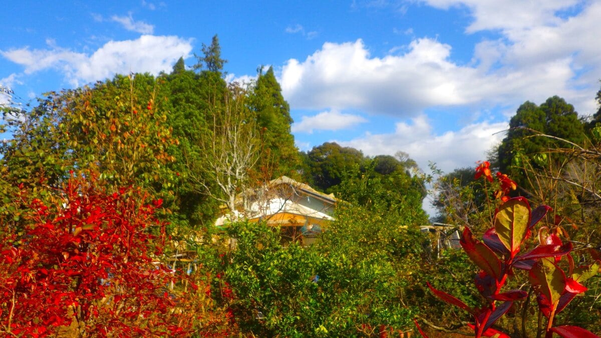 モズが鳴く、サザンカの花びらが散る。