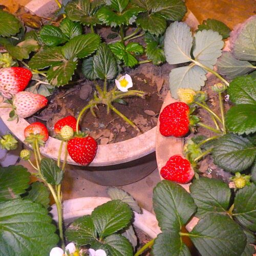 夜間は電気カーペットで保温される室内栽培のイチゴ、手間を楽しむ菜園