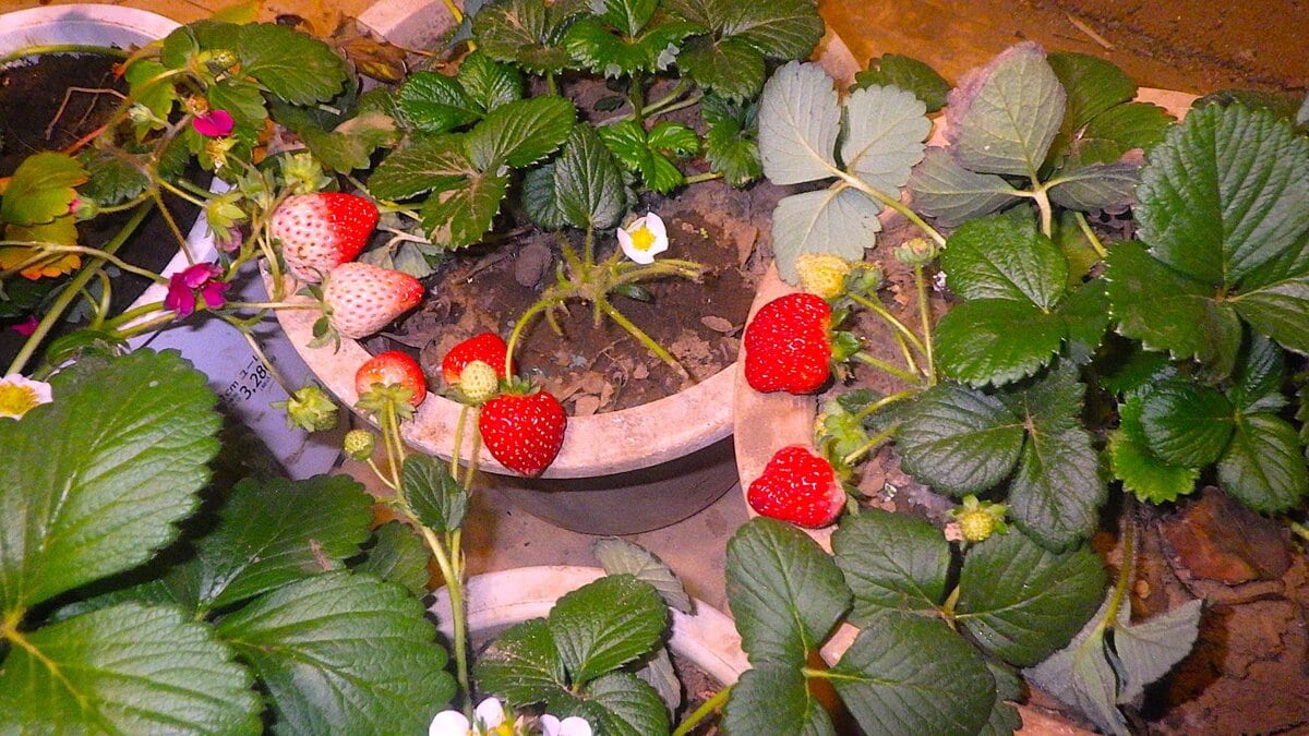 夜間は電気カーペットで保温される室内栽培のイチゴ、手間を楽しむ菜園