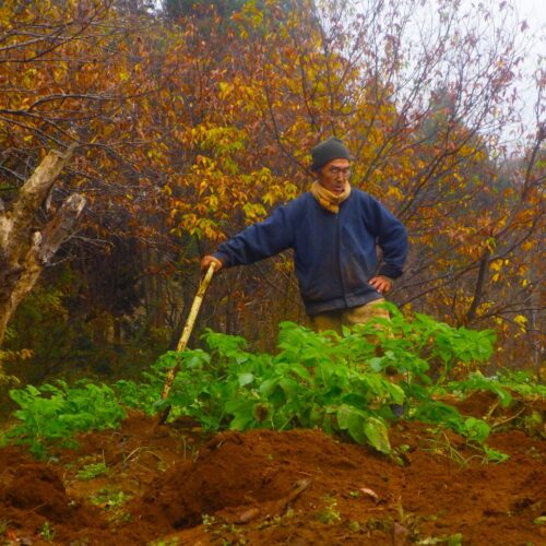 冷たい雨に濡れながら秋ジャガイモを収穫する冬の畑仕事の様子