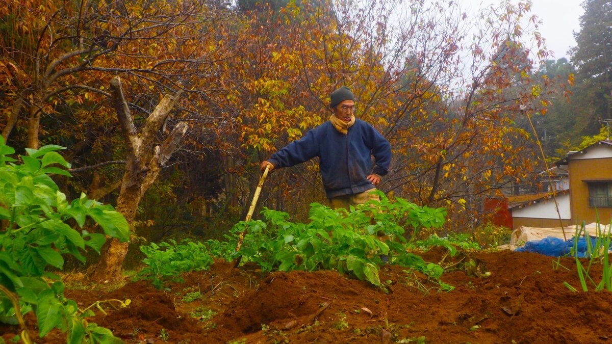 冷たい雨に濡れながら秋ジャガイモを収穫する冬の畑仕事の様子