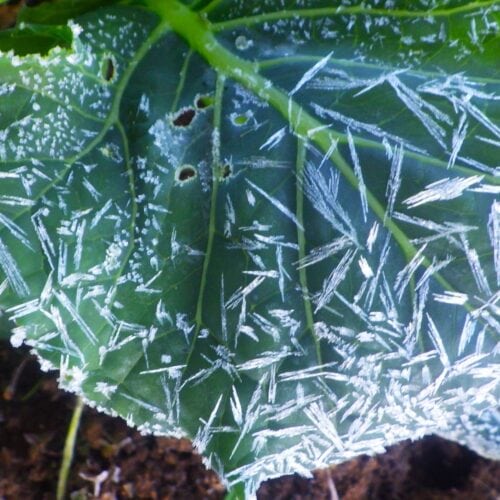 キャベツの葉に付着した霜の結晶、冬の畑に現れる自然の造形美