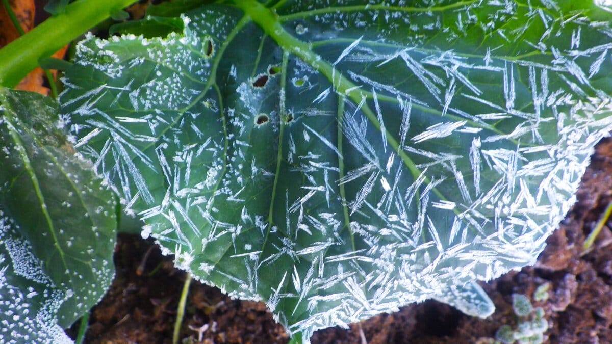 キャベツの葉に付着した霜の結晶、冬の畑に現れる自然の造形美