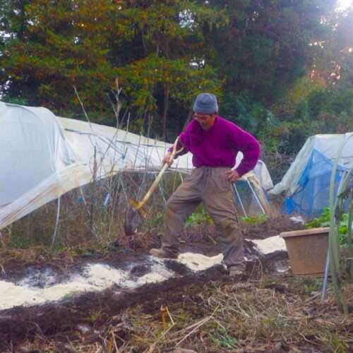 春のジャガイモが大きな芽を出していて、とっさに愛らしくなり、植えてやった。