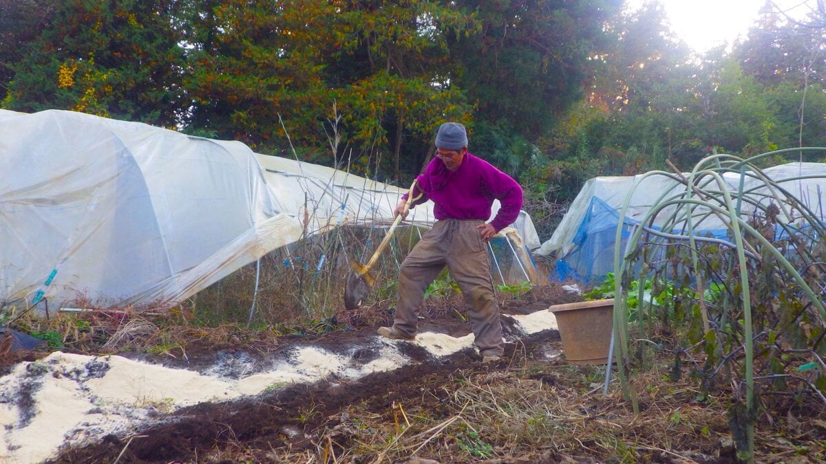 春のジャガイモが大きな芽を出していて、とっさに愛らしくなり、植えてやった。