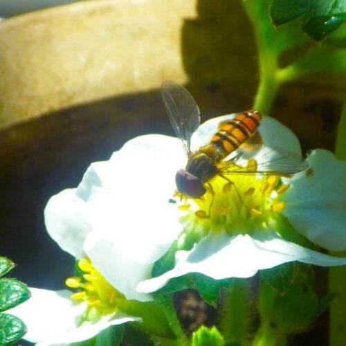 受粉のため花に寄るミツバチ。イチゴ栽培と自然の共生関係。