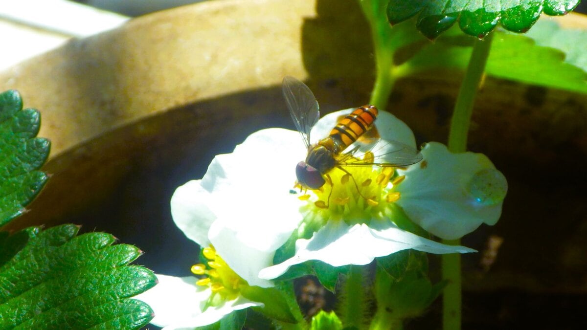 受粉のため花に寄るミツバチ。イチゴ栽培と自然の共生関係。