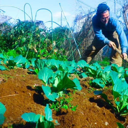 キャベツ畑と老人がひとり。冬の朝に並ぶ80株のキャベツの景色（田舎暮らし・野菜栽培・冬）