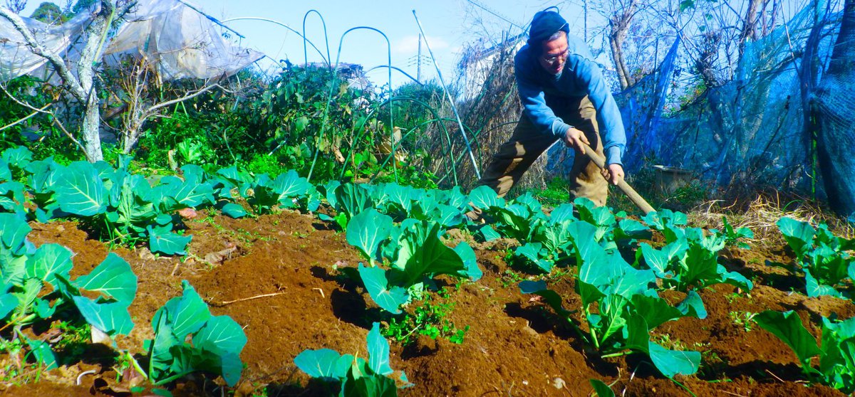 キャベツ畑と老人がひとり。冬の朝に並ぶ80株のキャベツの景色