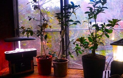 雨戸を開ける。窓越しに朝の光を見る。窓の向こうに、あふれんばかり黄色い実を付けた柚子ツリーが朝日に照らされているのが見える。ウキウキするのである。