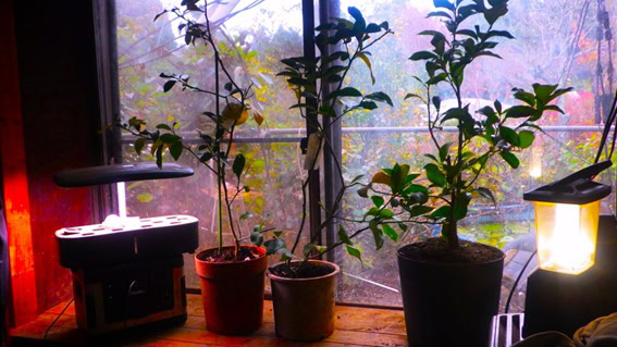 雨戸を開ける。窓越しに朝の光を見る。窓の向こうに、あふれんばかり黄色い実を付けた柚子ツリーが朝日に照らされているのが見える。ウキウキするのである。