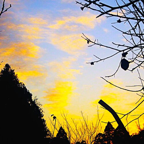 好きなもの 珈琲、パン、猫、朝の光とランニング