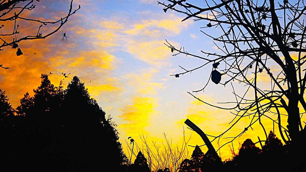 好きなもの 珈琲、パン、猫、朝の光とランニング