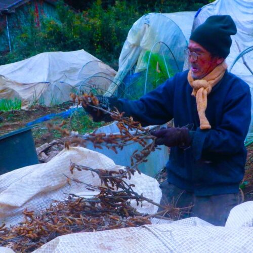 完璧をめざす、強くありたいと思う／自給自足を夢見て脱サラ農家40年（78）【千葉県八街市】