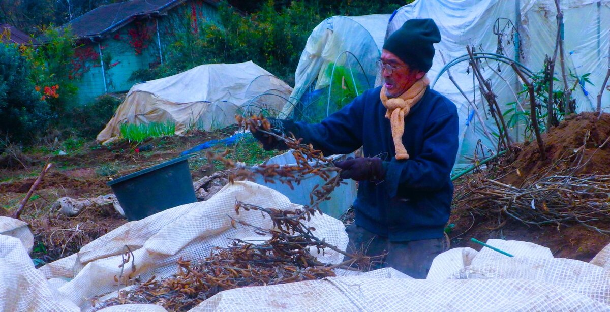 大豆のマメ取りに精を出している。まず枝をしごく。よく乾燥したものはこの時点で莢からマメが飛び出す。