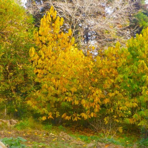 ポポーの木が黄葉している。あと数日したら裸木になるだろう。この黄色い風景が毎年、僕に、秋が終わり、冬が来たということを教えてくれる。