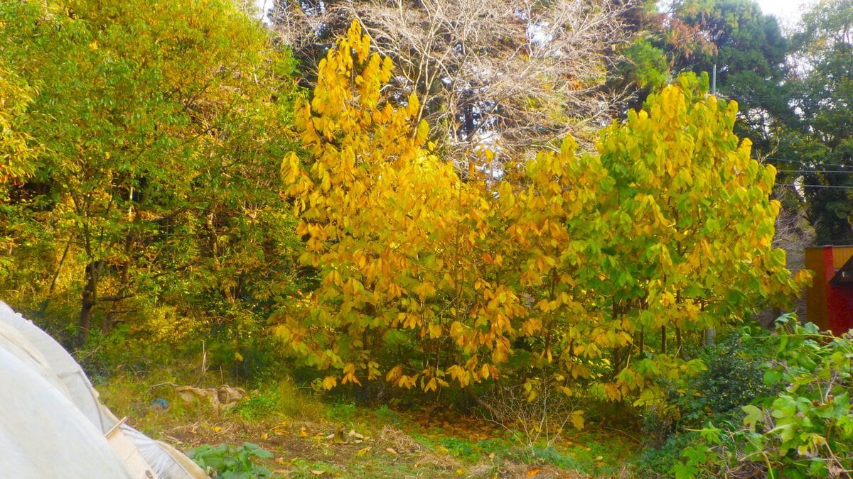 黄葉したポポーの木が立つ庭の風景、落葉前の枝ぶりと黄色い葉が印象的な秋の景色。