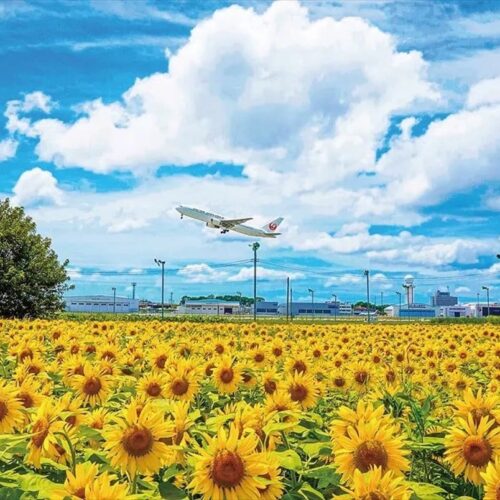 鹿児島県霧島市。鹿児島空港近くに広がるヒマワリ畑。