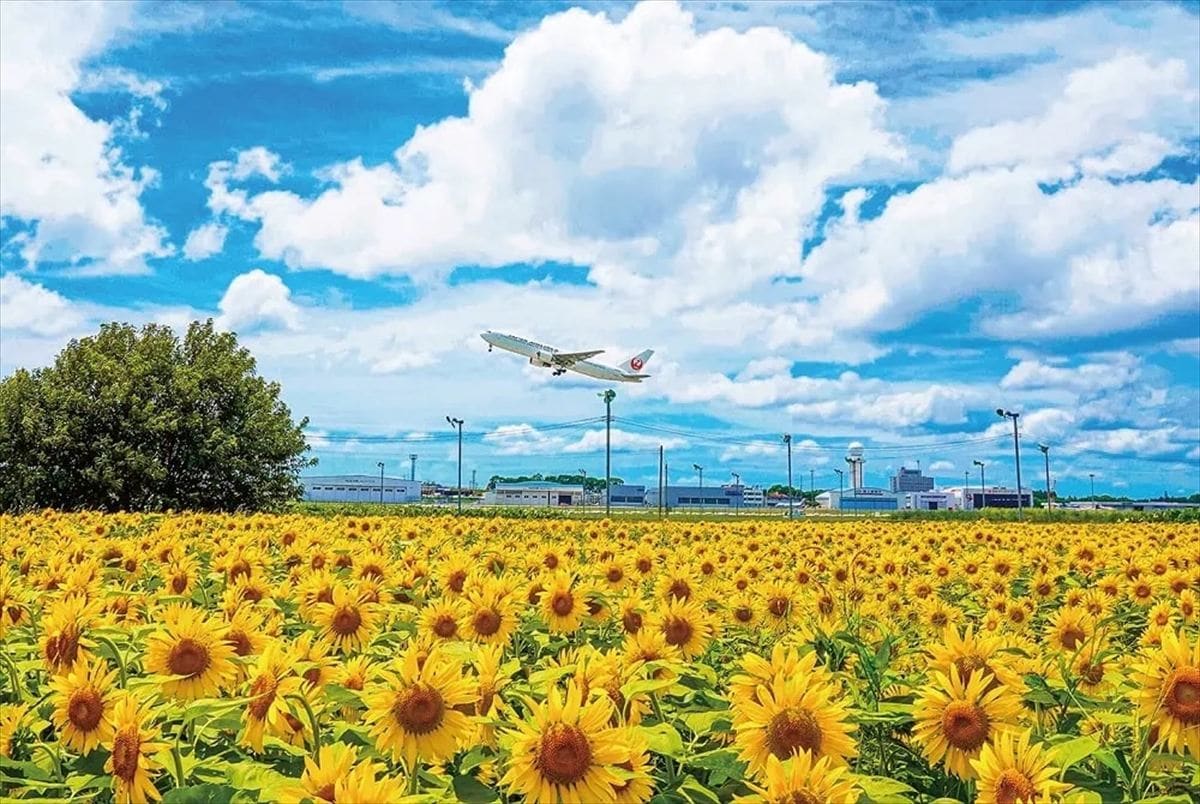 鹿児島県霧島市。鹿児島空港近くに広がるヒマワリ畑。