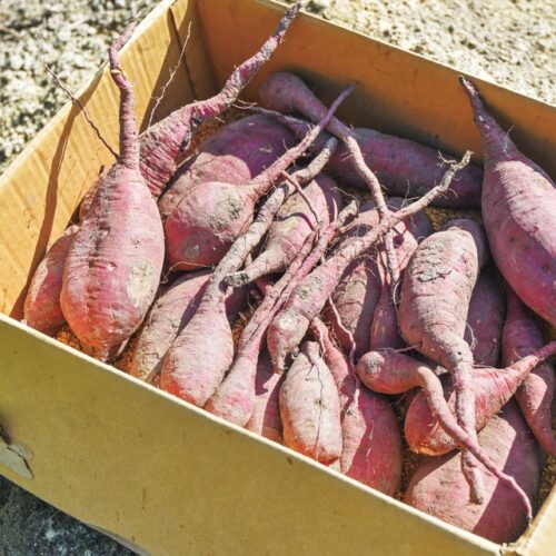 どっさり穫れたサツマイモ(安納芋)。野菜の多くは自分たちで食べきれないため、家族や親戚、友人に配り、喜んでも らっているそう/兵庫県淡路市「淡路クラインガルテン野田尾」