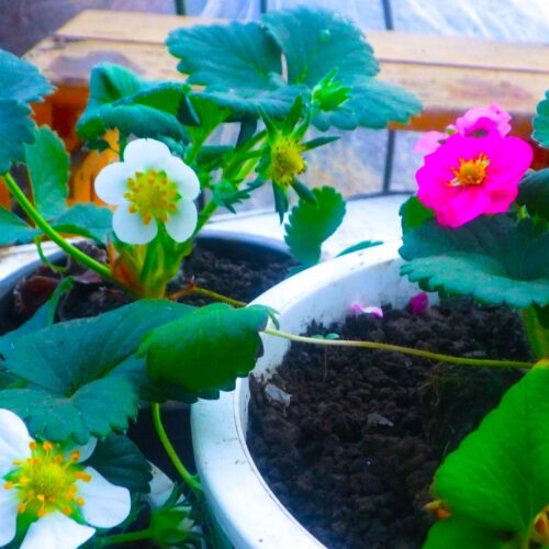 相変わらず、こんな寒さの中でもイチゴ作りに奮闘している。