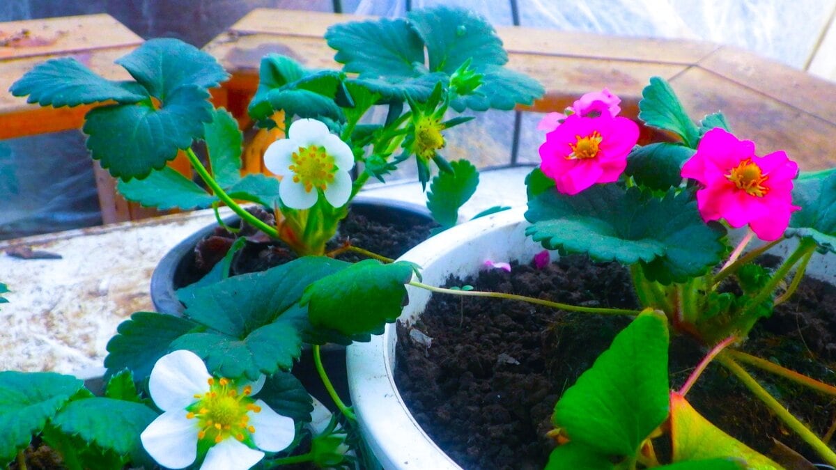 相変わらず、こんな寒さの中でもイチゴ作りに奮闘している。