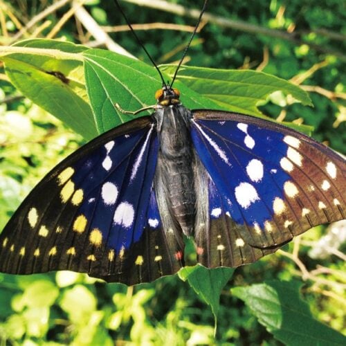 オオムラサキ自然公園/山梨県北杜市