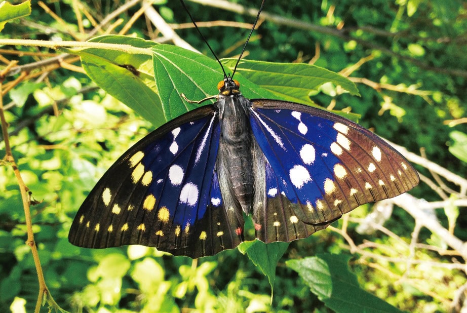 オオムラサキ自然公園/山梨県北杜市