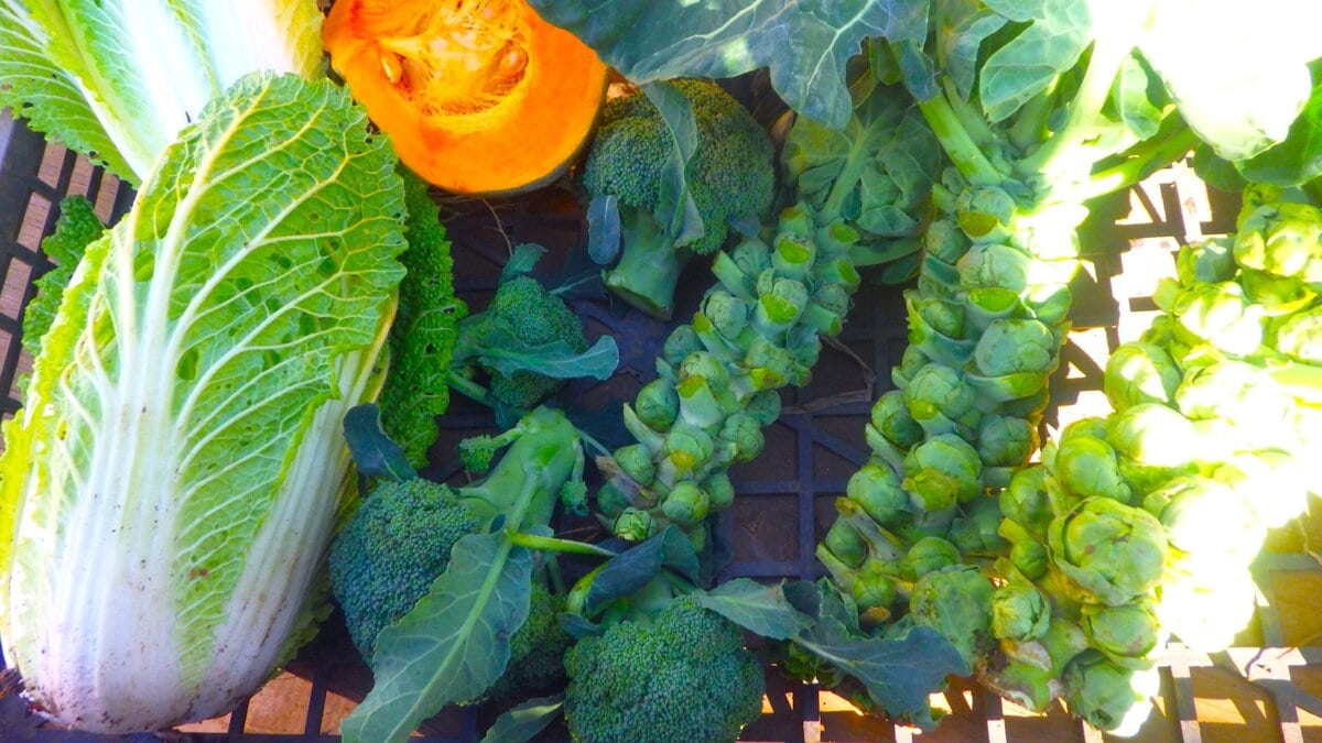 僕は出荷する際に切り落とした大根、白菜、チンゲン菜、ブロッコリーなどの葉をあえて落とす。ニワトリたちの餌であるコメぬかや台所から出た残りものをも毎日まく。すなわち、これでほとんど労せずして野菜への肥料が出来上がるわけだ。