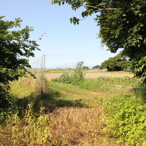 熊本県宇土市の物件の庭。