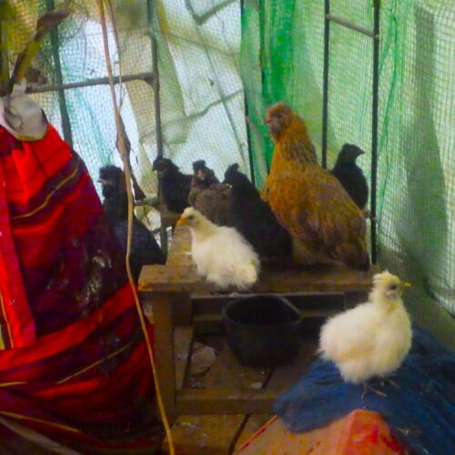 大晦日の今日も、ヒヨコたちへの朝食を持ってバナナハウスに入る。