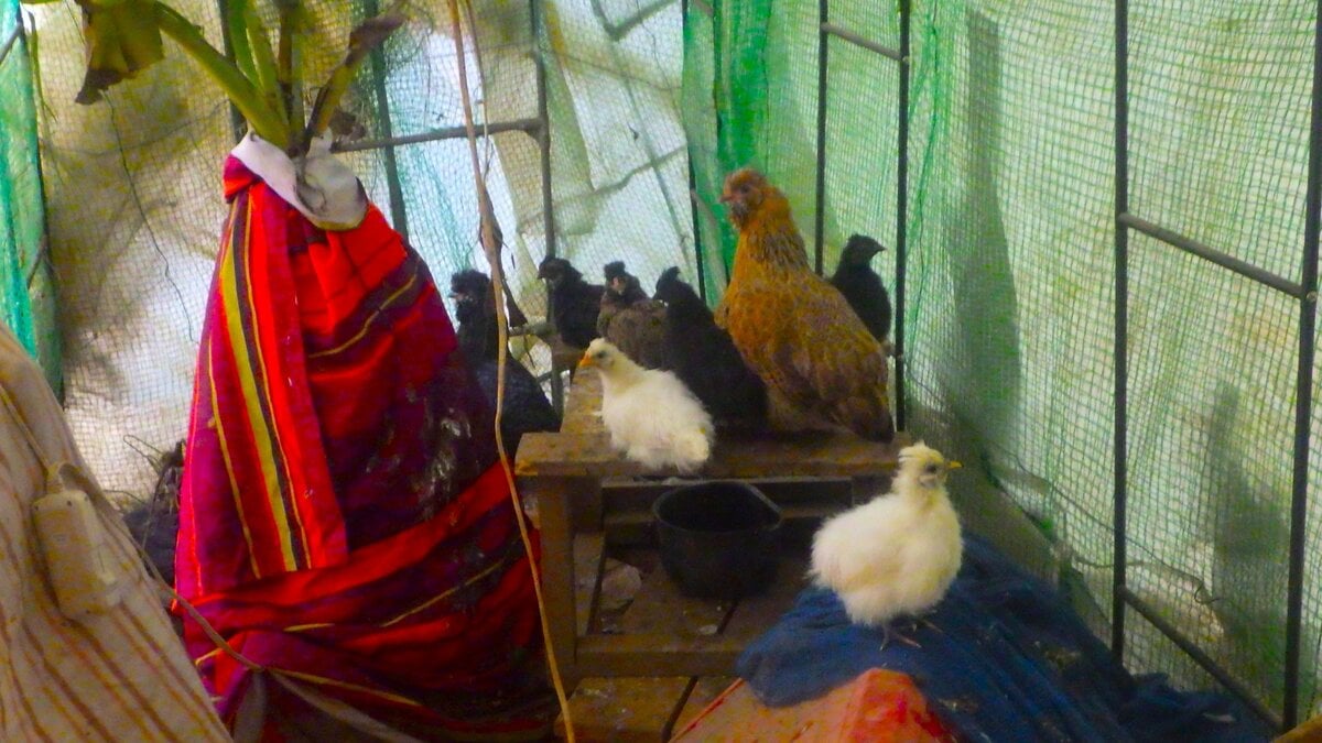 大晦日の今日も、ヒヨコたちへの朝食を持ってバナナハウスに入る。