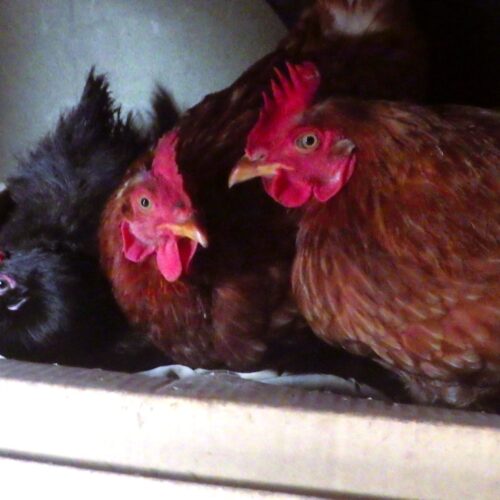 衣類の入った段ボール箱に卵を産むためニワトリたち10羽くらいが出入りする。