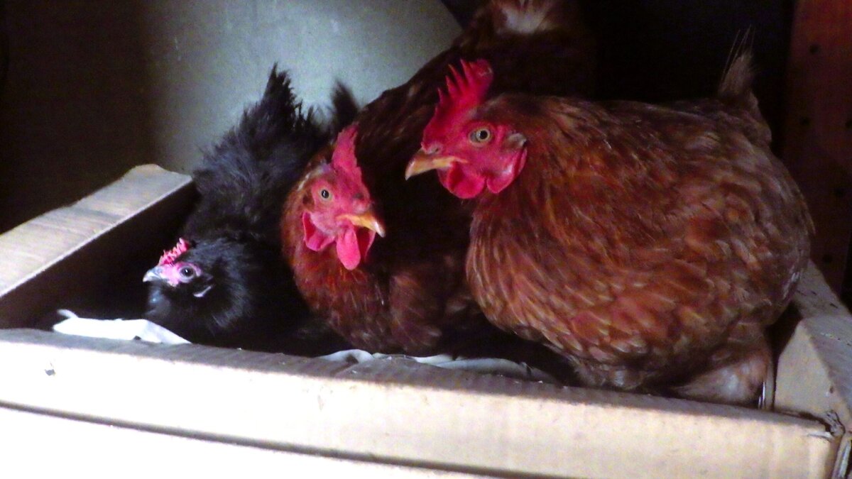 衣類の入った段ボール箱に卵を産むためニワトリたち10羽くらいが出入りする。