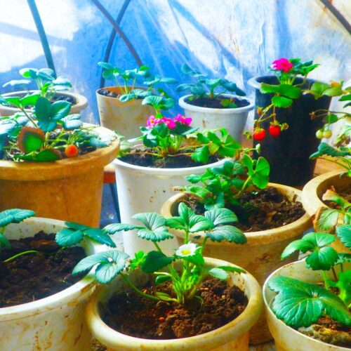 相変わらず、こんな寒さの中でもイチゴ作りに奮闘している。